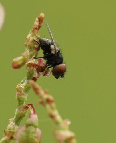 Phasia barbifrons